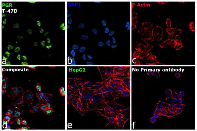 Progesterone Receptor Antibody in Immunocytochemistry (ICC/IF)