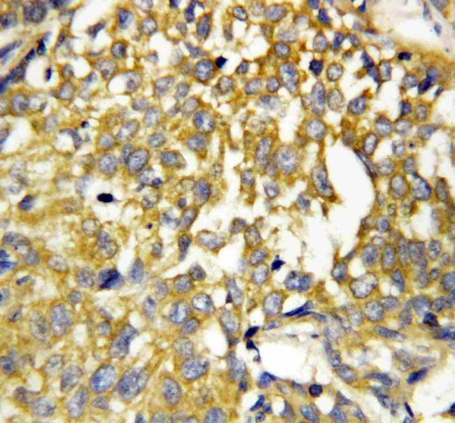 Pleiotrophin Antibody in Immunohistochemistry (Paraffin) (IHC (P))