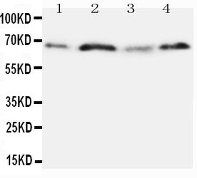 Osteopontin Antibody in Western Blot (WB)