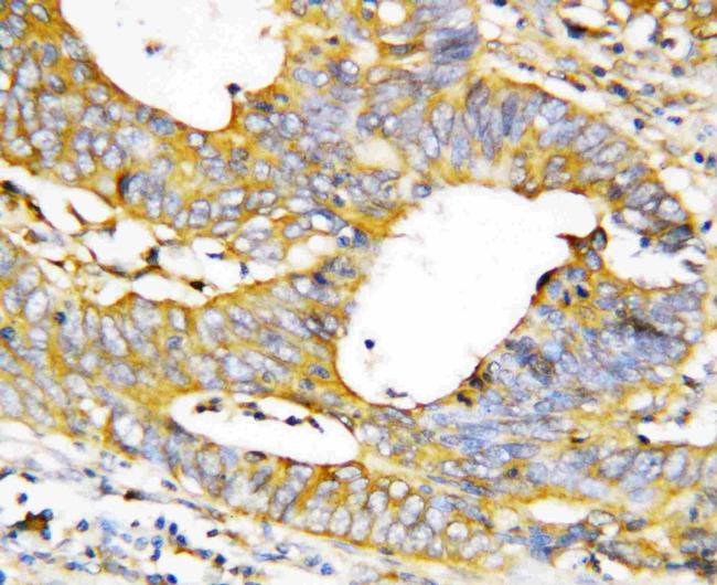 Caspase 1 p20 Antibody in Immunohistochemistry (Paraffin) (IHC (P))