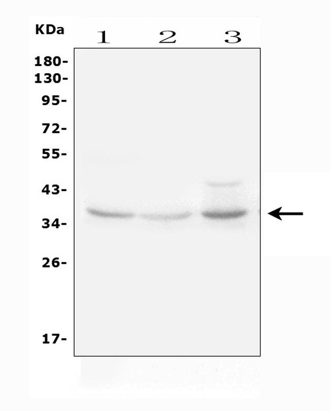 IGFBP3 Antibody in Western Blot (WB)