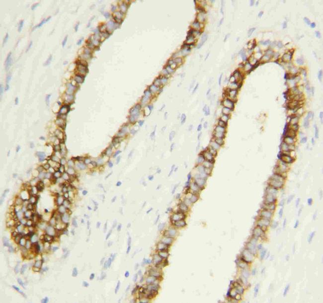 Caspase 1 p10 Antibody in Immunohistochemistry (Paraffin) (IHC (P))