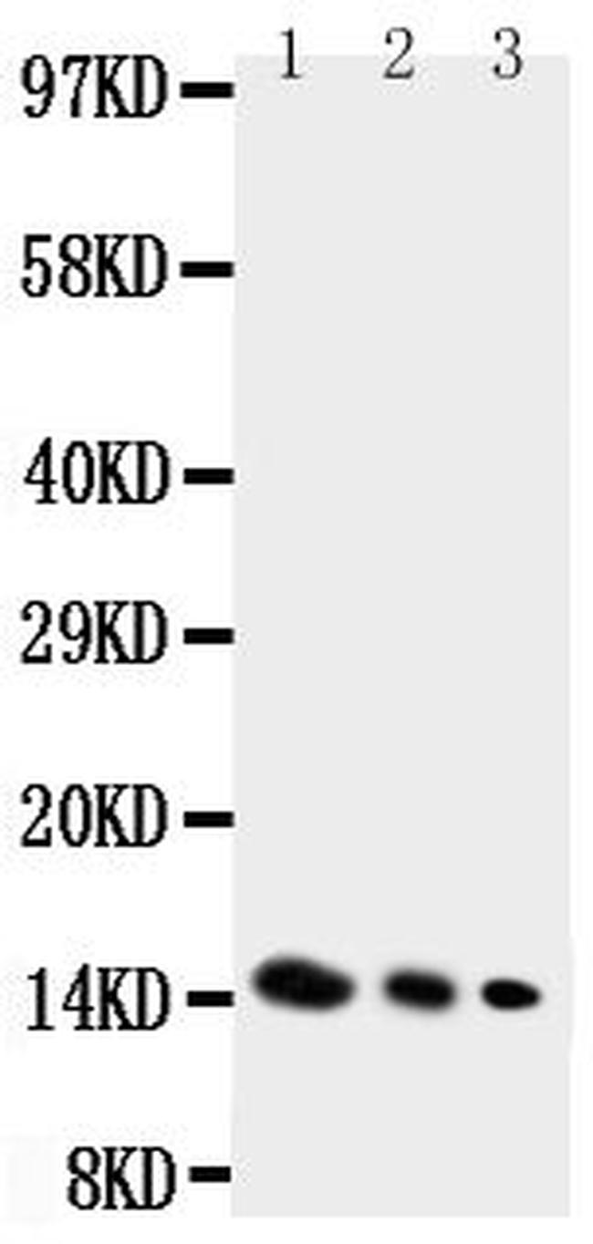 IL-4 Antibody in Western Blot (WB)