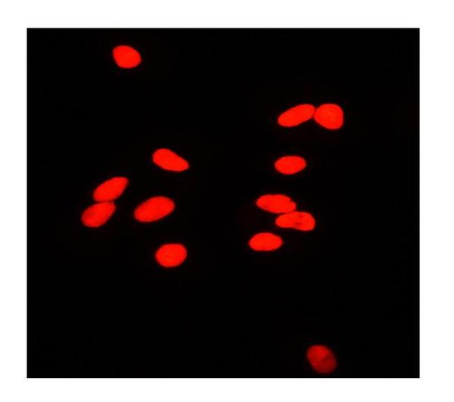 Ku80 Antibody in Immunocytochemistry (ICC/IF)