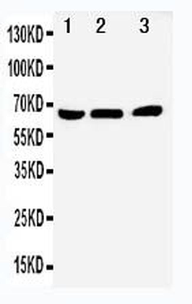 Nur77 Antibody in Western Blot (WB)