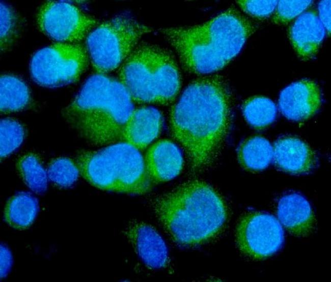 MYPT1 Antibody in Immunocytochemistry (ICC/IF)