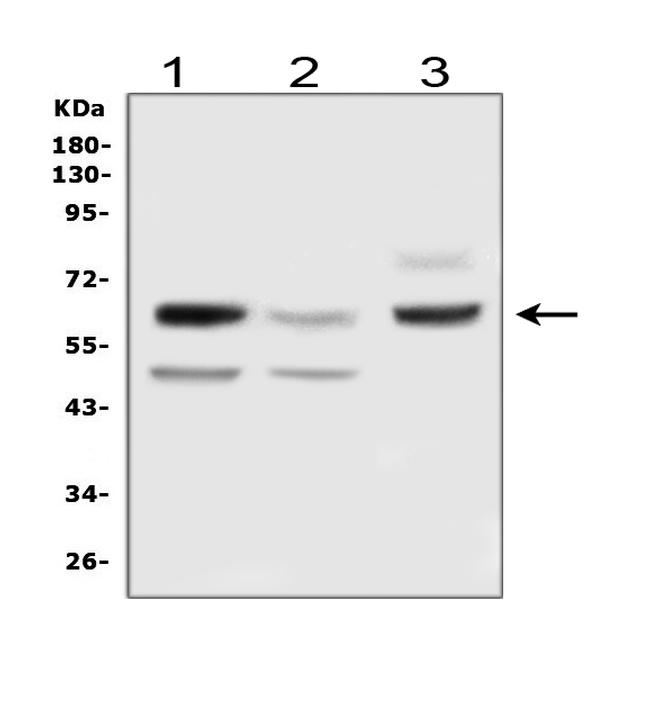 DLL3 Antibody in Western Blot (WB)