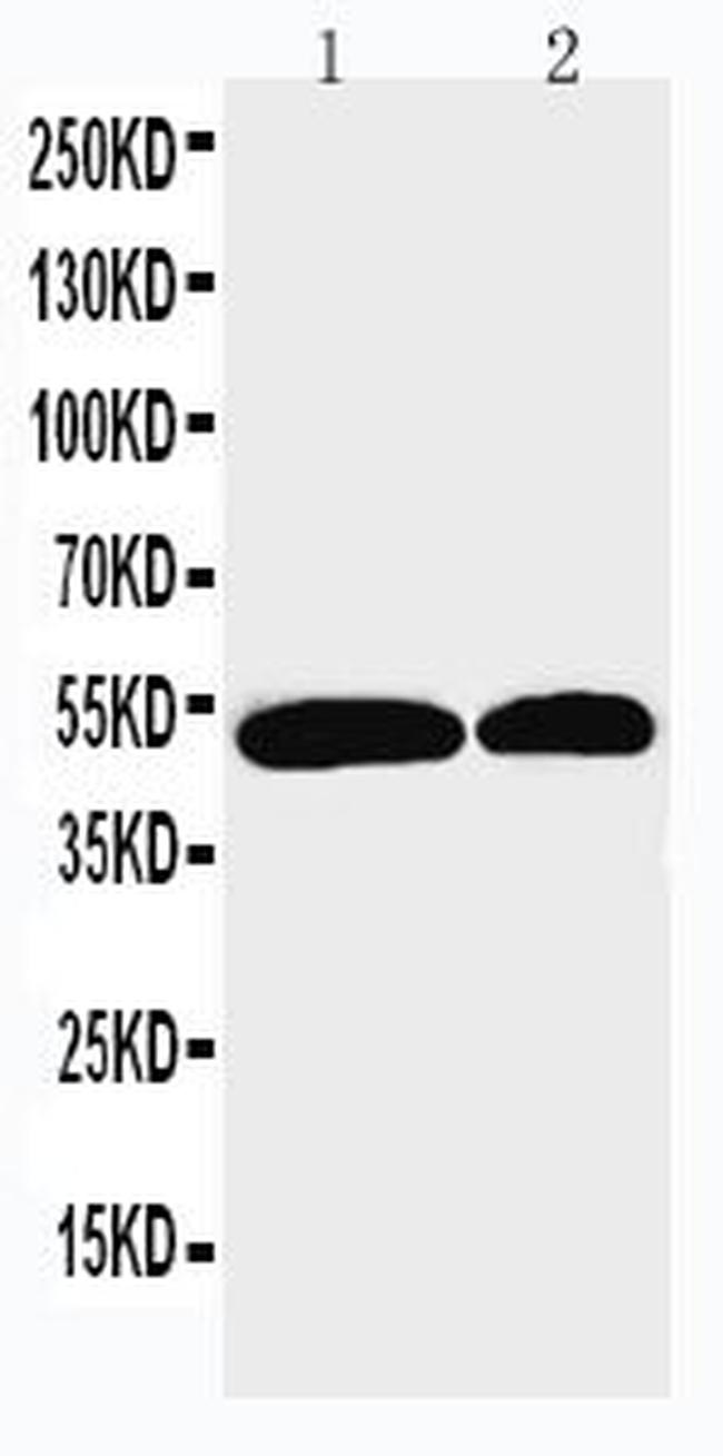 NOXA1 Antibody in Western Blot (WB)