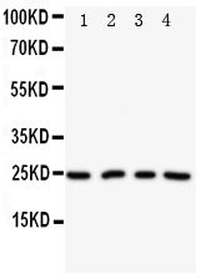 NPM2 Antibody in Western Blot (WB)