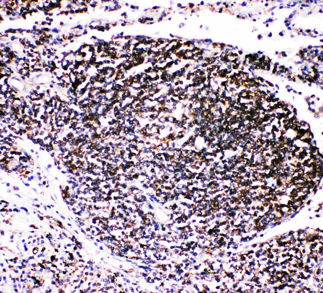 TRAF4 Antibody in Immunohistochemistry (Paraffin) (IHC (P))