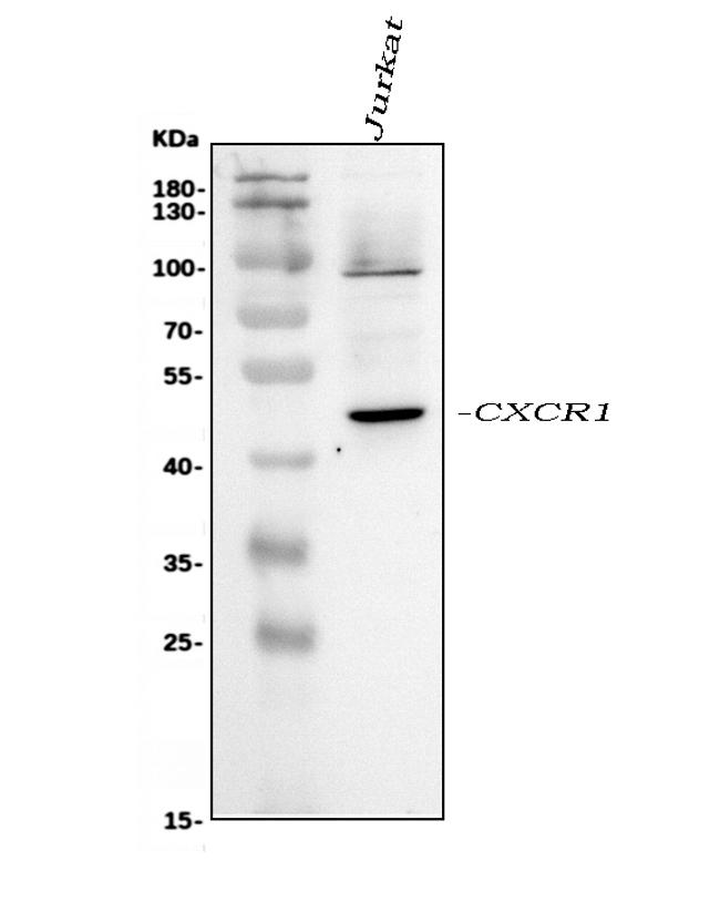 CXCR1 Antibody in Western Blot (WB)