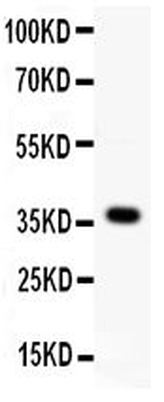 WNT4 Antibody in Western Blot (WB)