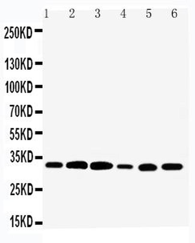 TAZ Antibody in Western Blot (WB)