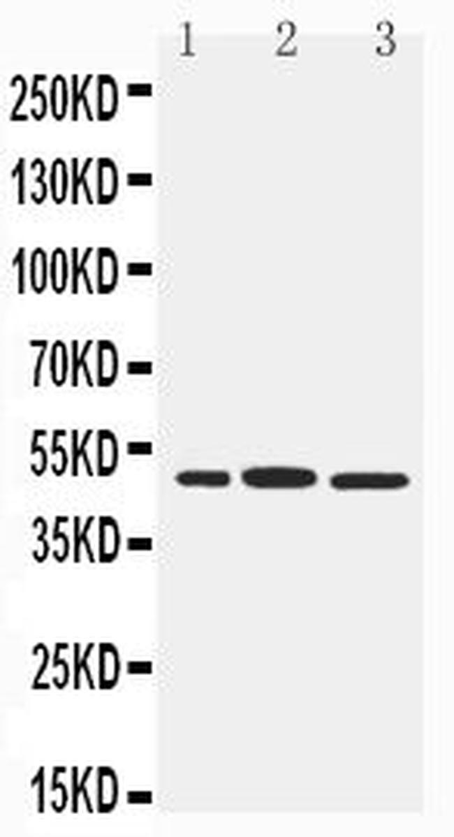 IRF8 Antibody in Western Blot (WB)