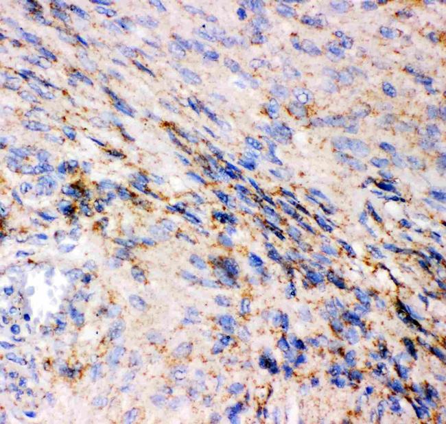 GluR1 Antibody in Immunohistochemistry (Paraffin) (IHC (P))