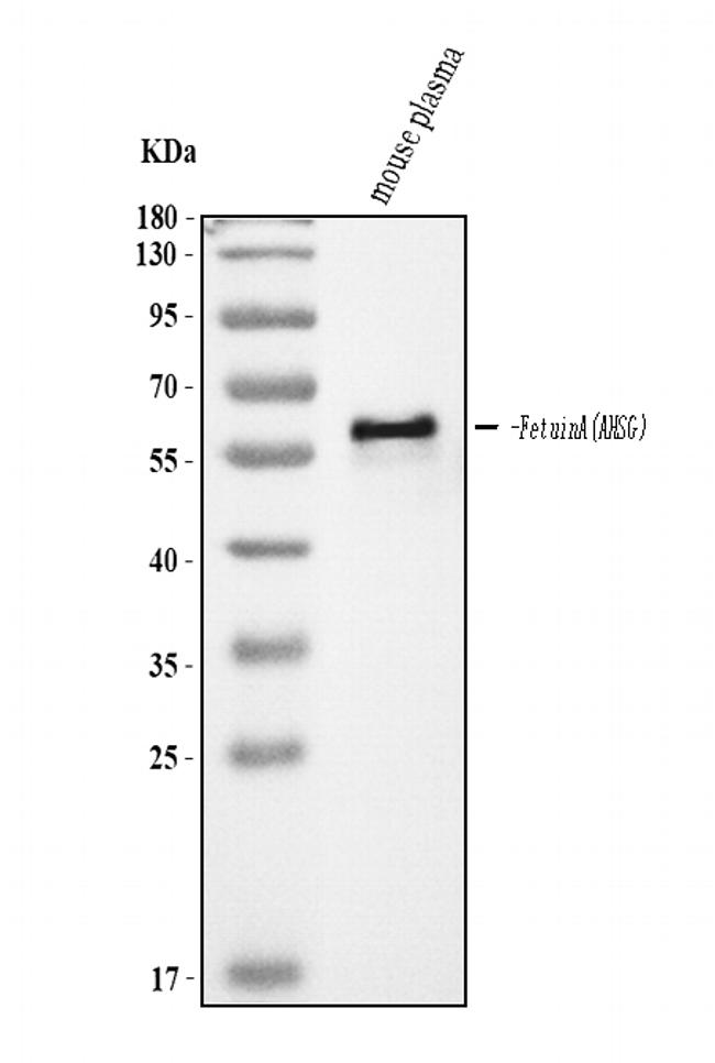 Fetuin A Antibody in Western Blot (WB)