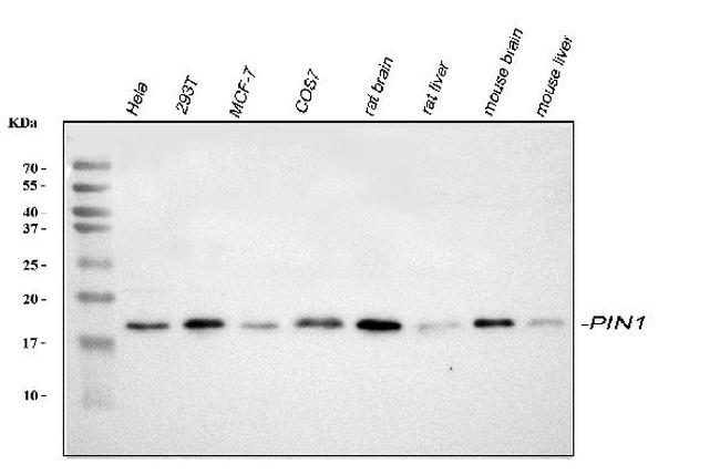 PIN1 Antibody in Western Blot (WB)