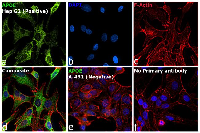 APOE Antibody in Immunocytochemistry (ICC/IF)