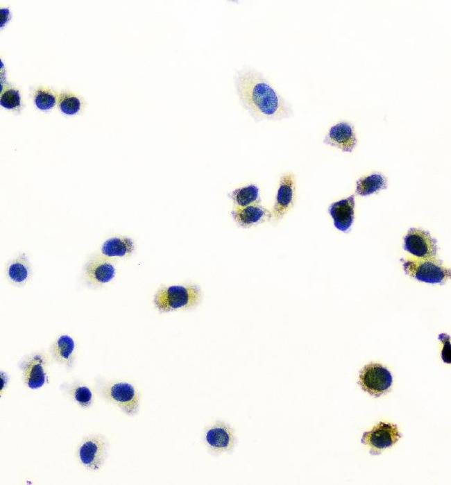 PRDX6 Antibody in Immunocytochemistry (ICC/IF)