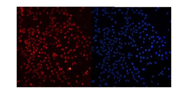 Ku80 Antibody in Immunocytochemistry (ICC/IF)