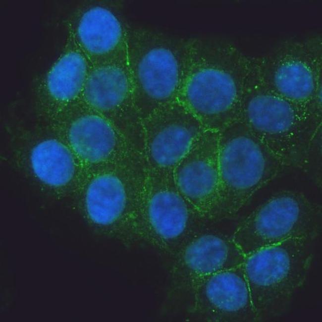 E-cadherin Antibody in Immunocytochemistry (ICC/IF)