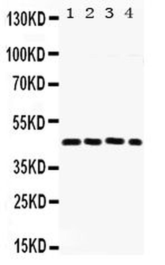 Fra2 Antibody in Western Blot (WB)