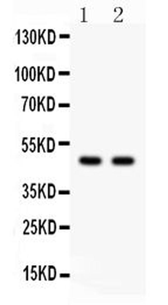 SOX4 Antibody in Western Blot (WB)