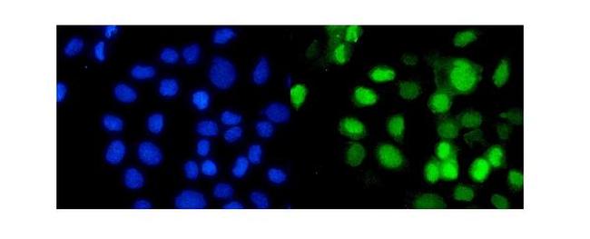 RbAp48 Antibody in Immunocytochemistry (ICC/IF)