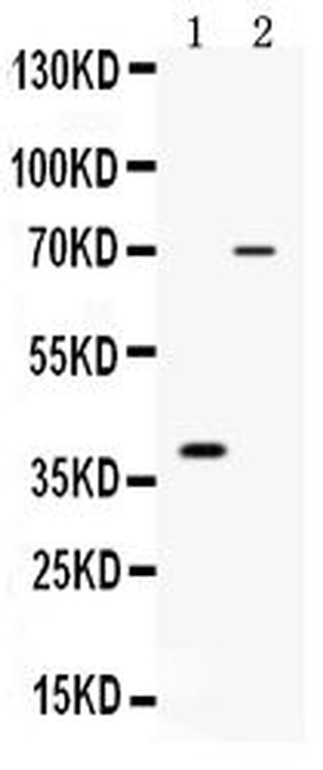 CD46 Antibody in Western Blot (WB)