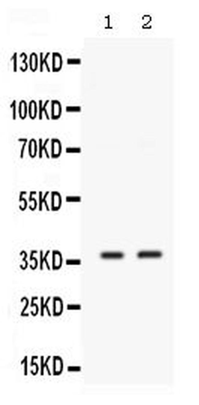 SIX1 Antibody in Western Blot (WB)