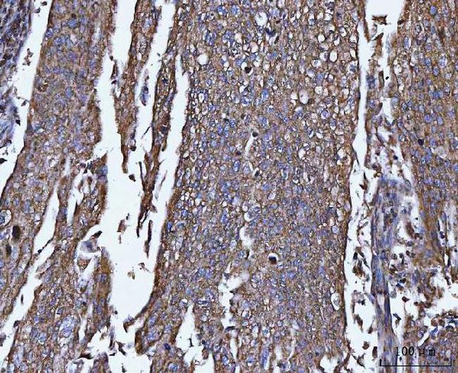 TRPM4 Antibody in Immunohistochemistry (Paraffin) (IHC (P))