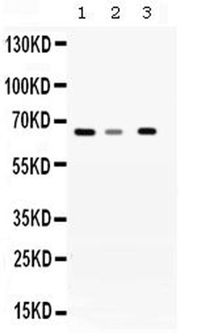 WDR1 Antibody in Western Blot (WB)