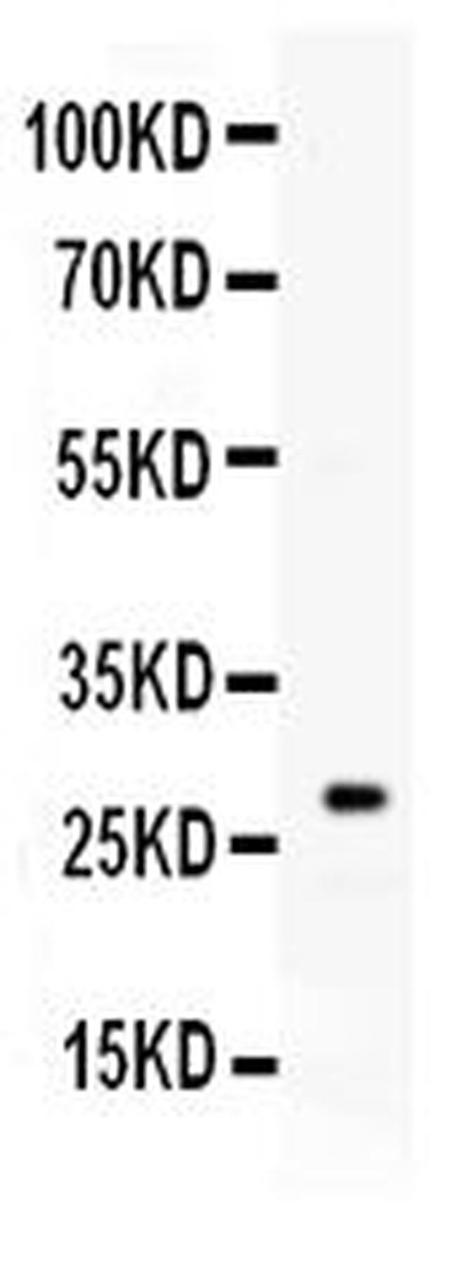 Kallikrein 8 Antibody in Western Blot (WB)