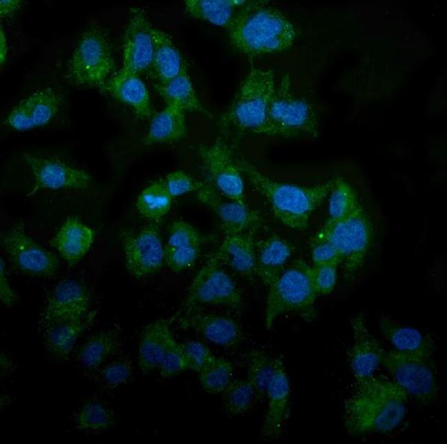 TPL2 Antibody in Immunocytochemistry (ICC/IF)