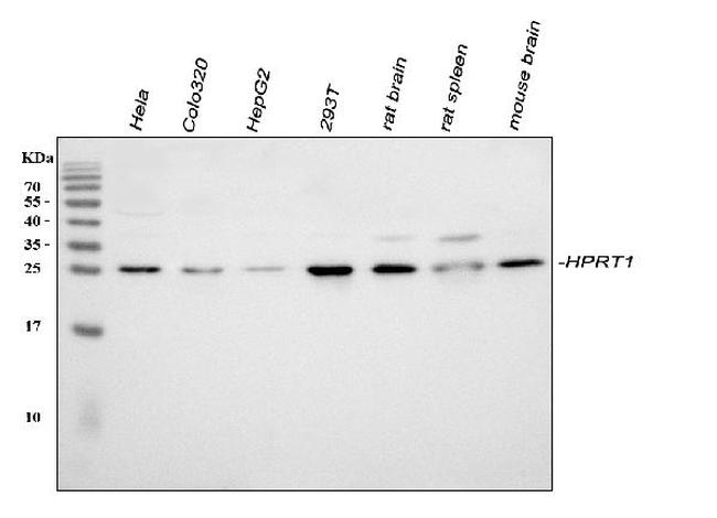 HPRT1 Antibody in Western Blot (WB)