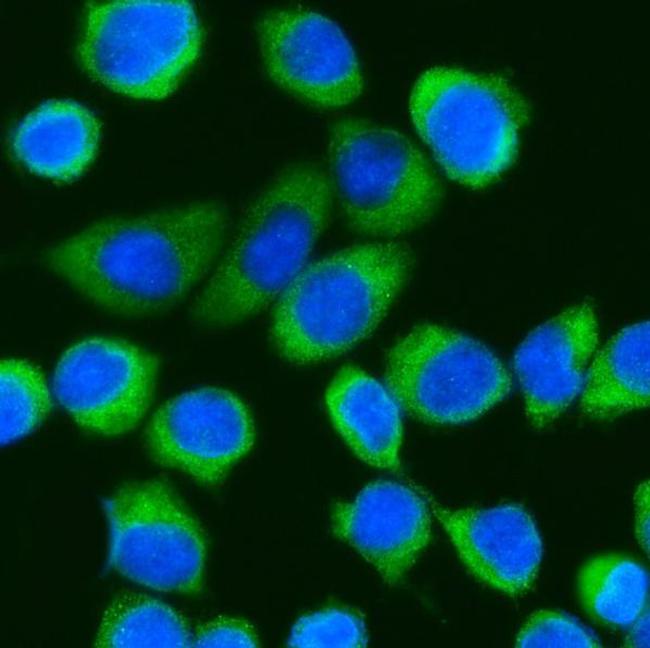 DDX3 Antibody in Immunocytochemistry (ICC/IF)