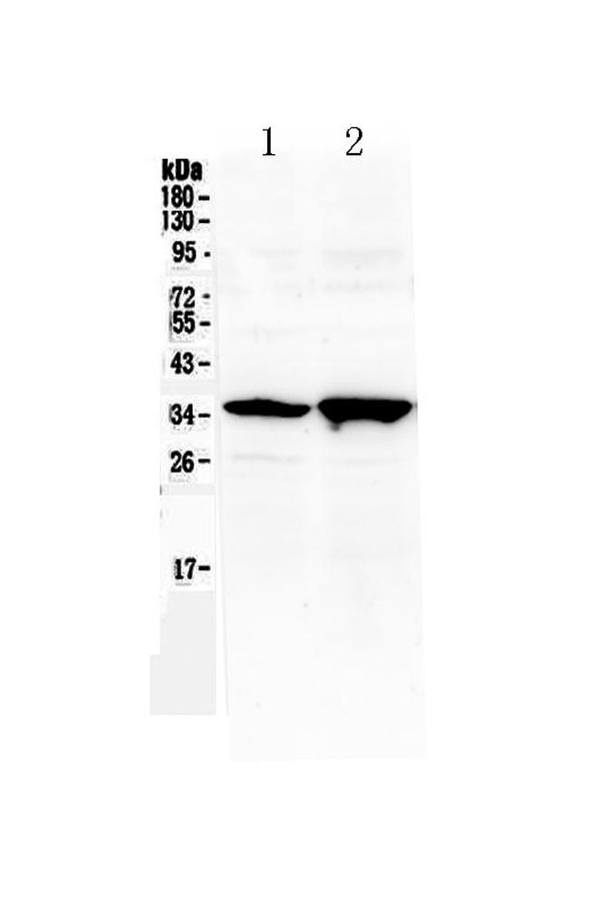 SIX3 Antibody in Western Blot (WB)