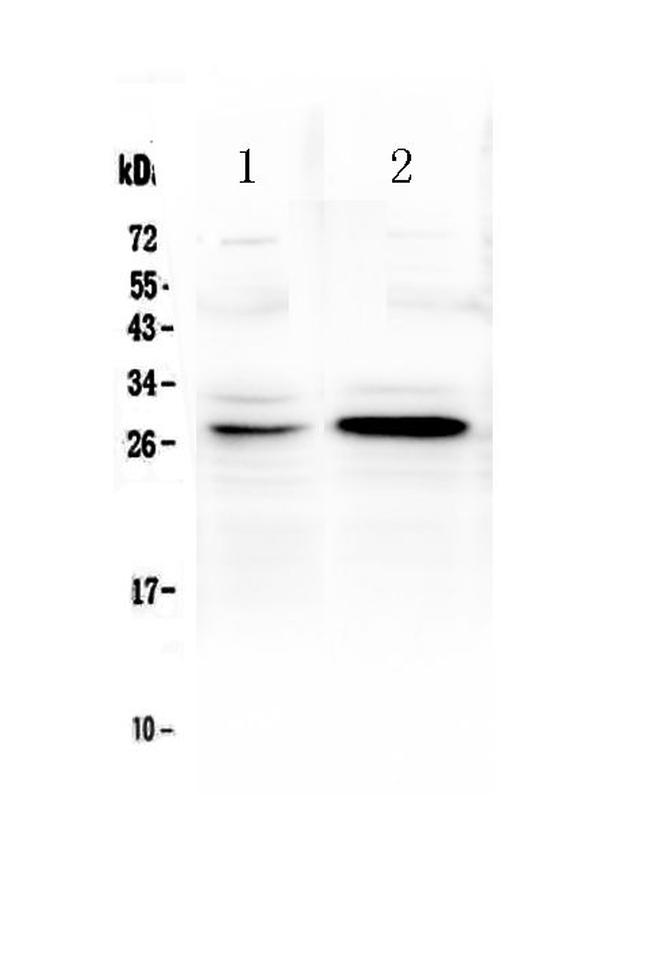 GITR (TNFRSF18) Antibody in Western Blot (WB)