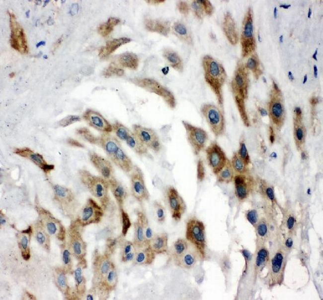 Noggin Antibody in Immunohistochemistry (Paraffin) (IHC (P))