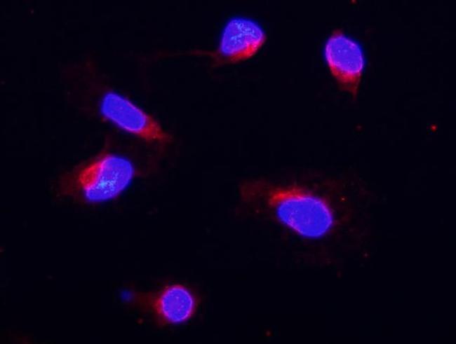 COX4 Antibody in Immunocytochemistry (ICC/IF)