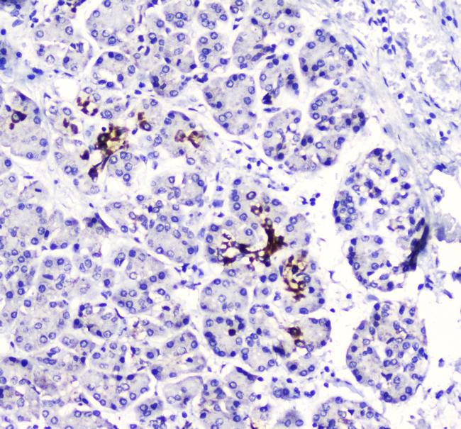 betacellulin Antibody in Immunohistochemistry (Paraffin) (IHC (P))