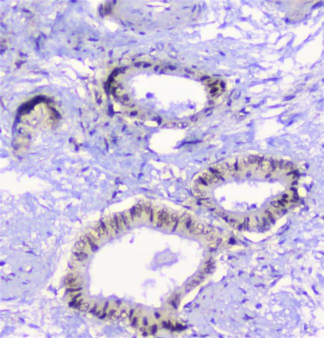 Properdin Antibody in Immunohistochemistry (Paraffin) (IHC (P))