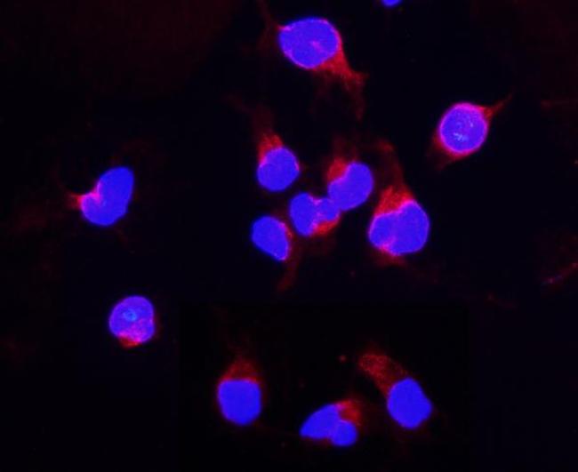 DDT Antibody in Immunocytochemistry (ICC/IF)