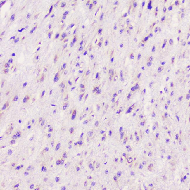 ELAVL2 Antibody in Immunohistochemistry (Paraffin) (IHC (P))