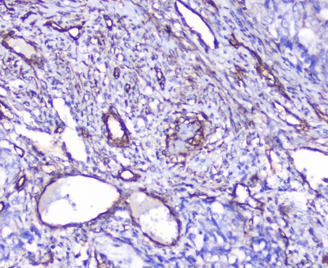 SHIP2 Antibody in Immunohistochemistry (Paraffin) (IHC (P))