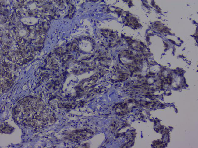 NRF1 Antibody in Immunohistochemistry (Paraffin) (IHC (P))