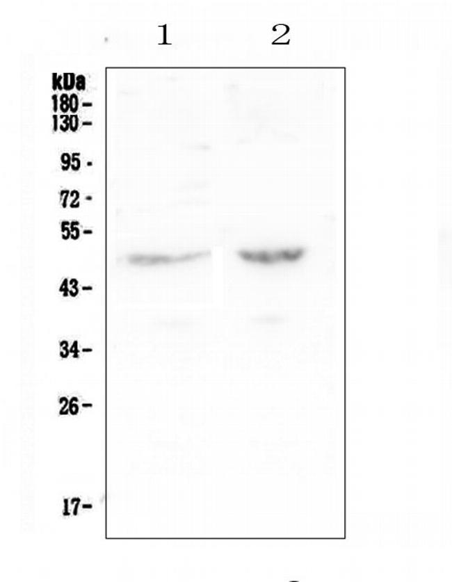 PLA2G7 Antibody in Western Blot (WB)