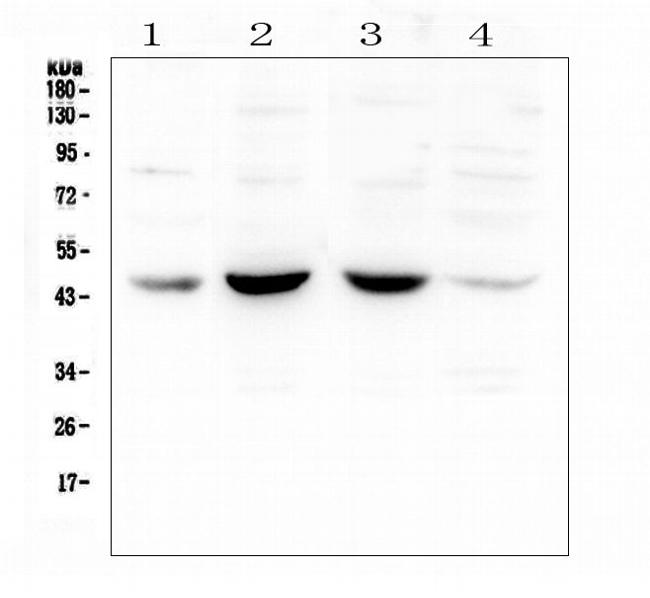 POU4F1 Antibody in Western Blot (WB)