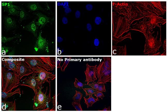 SP1 Antibody in Immunocytochemistry (ICC/IF)