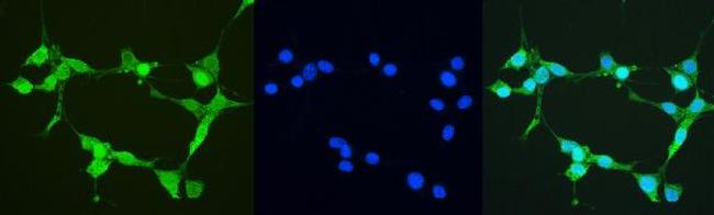 Thioredoxin 1 Antibody in Immunocytochemistry (ICC/IF)